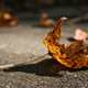 Illustration for article titled Shooting Challenge Fall Leaves Gallery 9